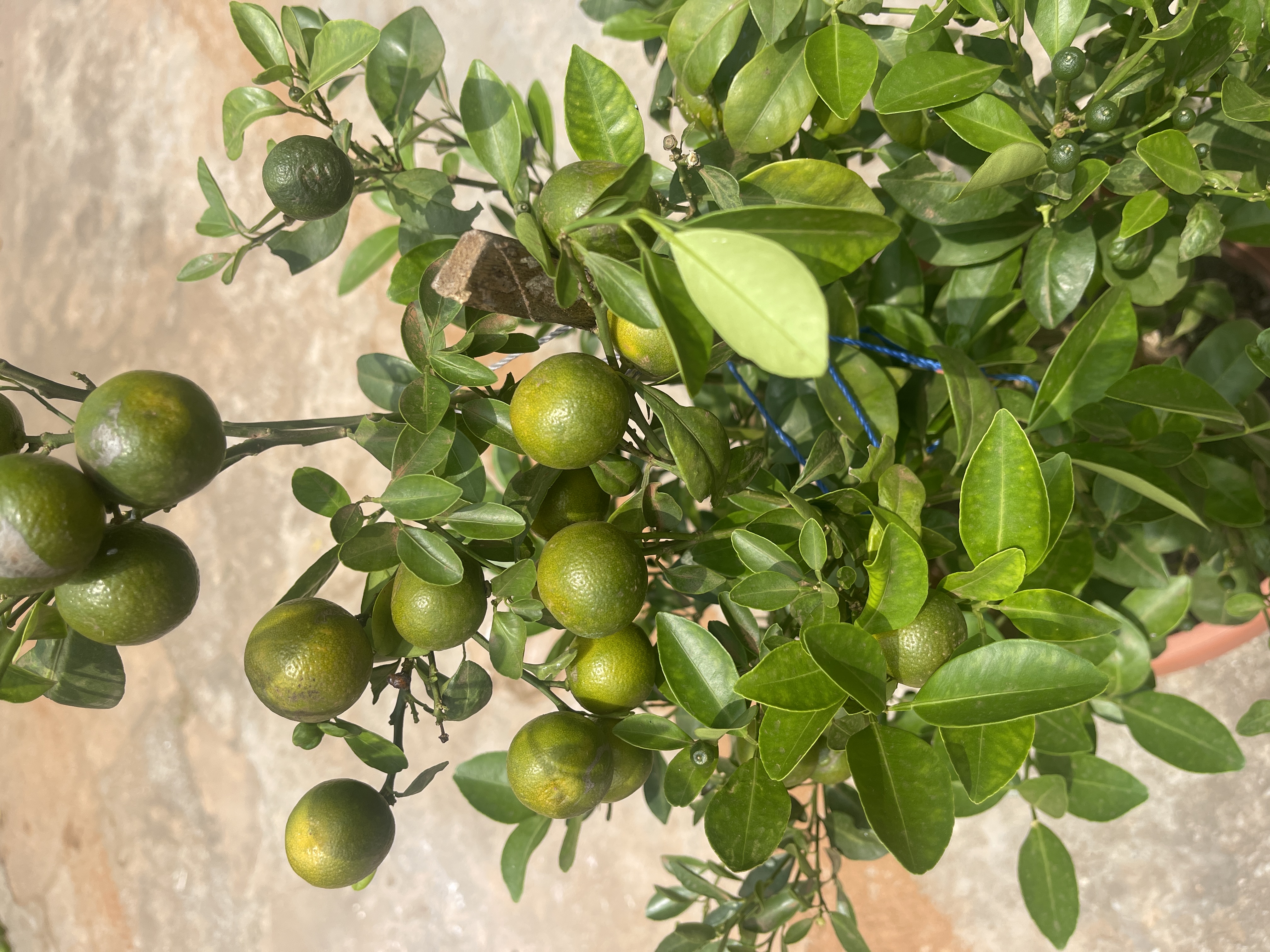 Lemon Tree Calamansi Easy Maintenance Highly Productive Produces Year round.