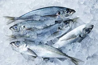 Horse Mackerel Frozen Sealed | Upfrica GH - Frozen Fish & Seafood - Frozen – Sealed - main product image