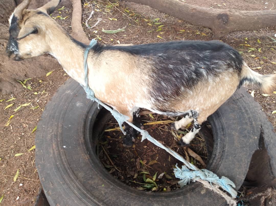 Goat Big Male Goat