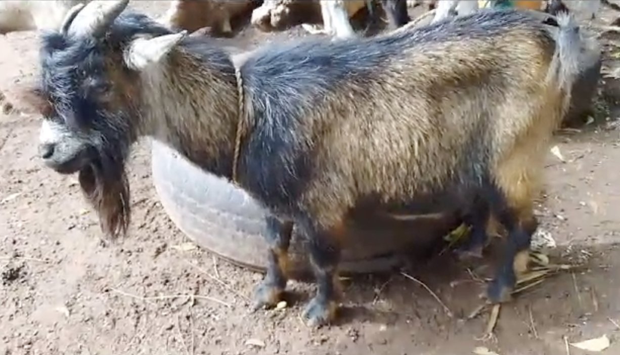 Male Goat Big Goat