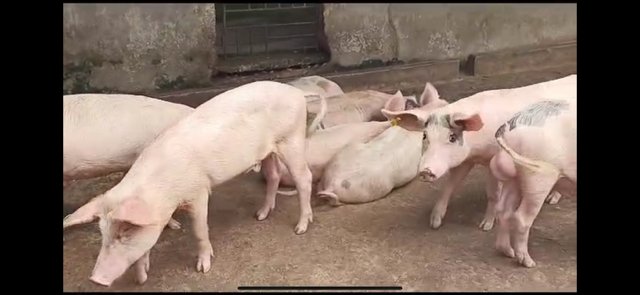 Large White Pigs