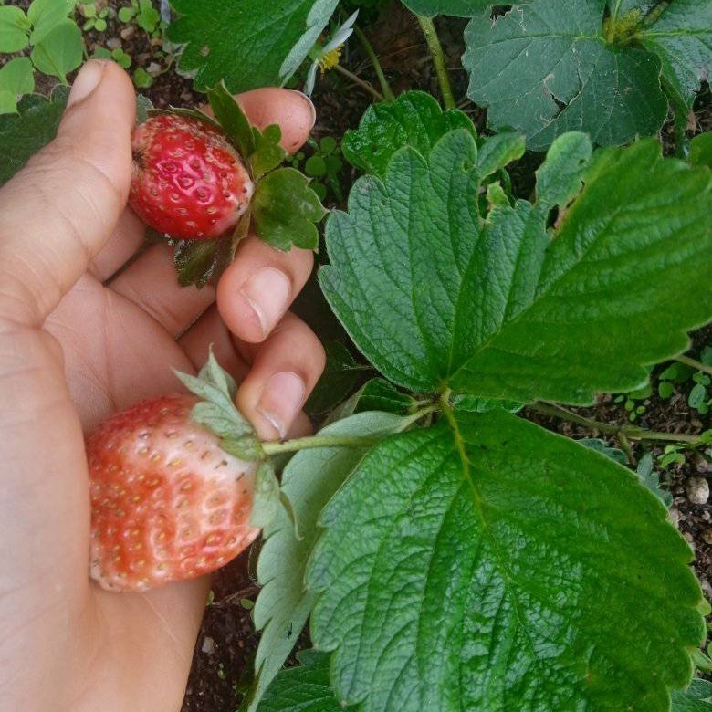 Strawberry seedlings in NG