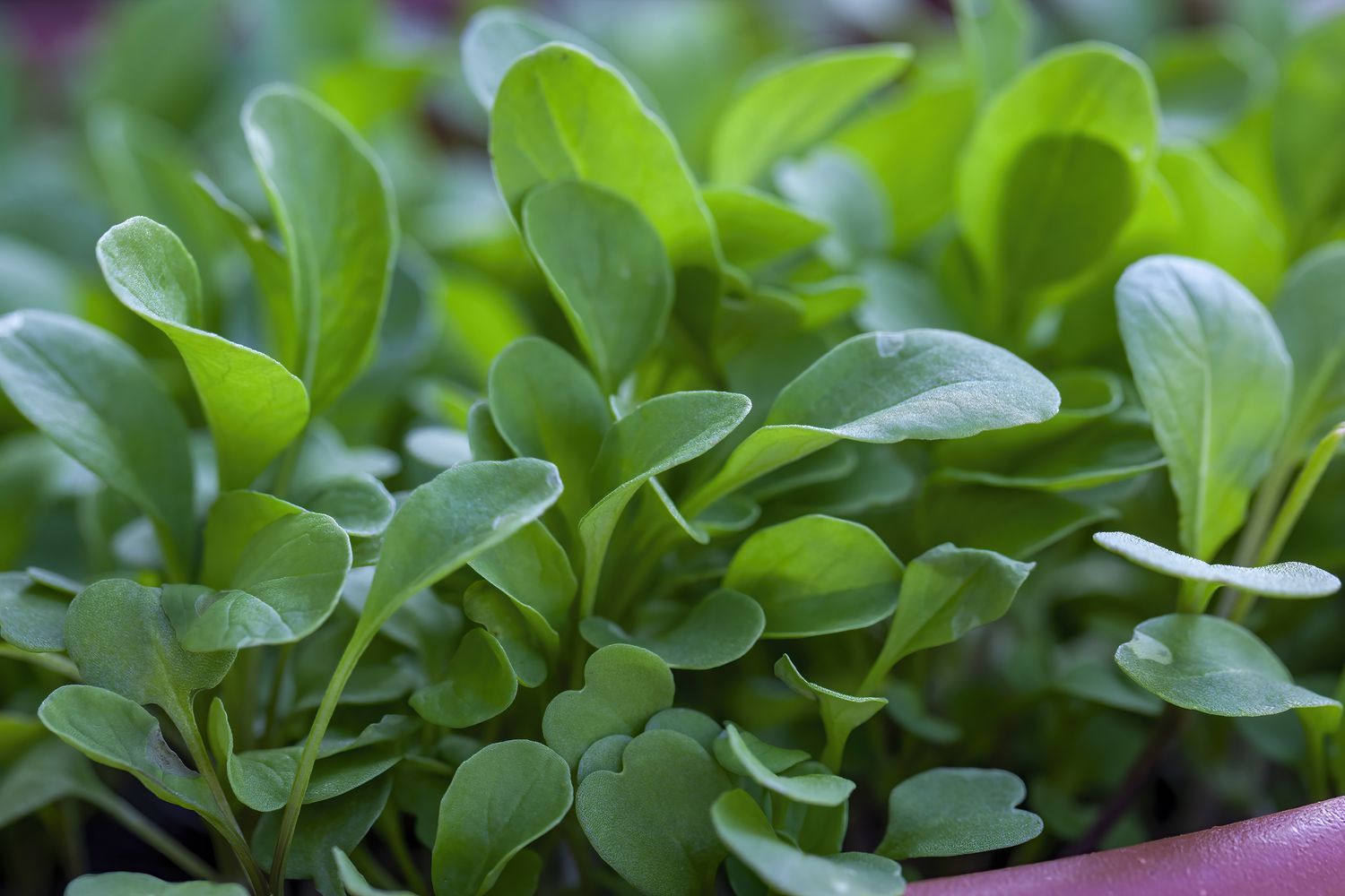 AZOLLA, DUCKWEED, WATER LETTUCE, WATER LILY, WATERCRESS in GH