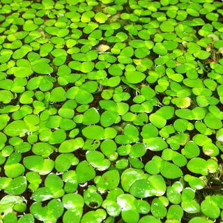 Live-plant-Giant-Duckweed.jpg