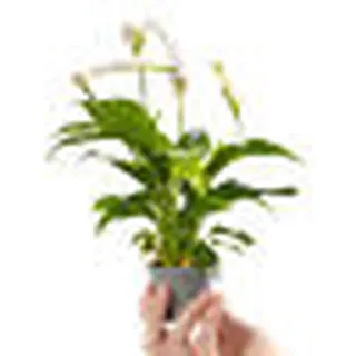 Baby Peace Lily Plant Spathiphyllum Pearl Cupido Small Indoor Gift - Groceries & Household - main product image