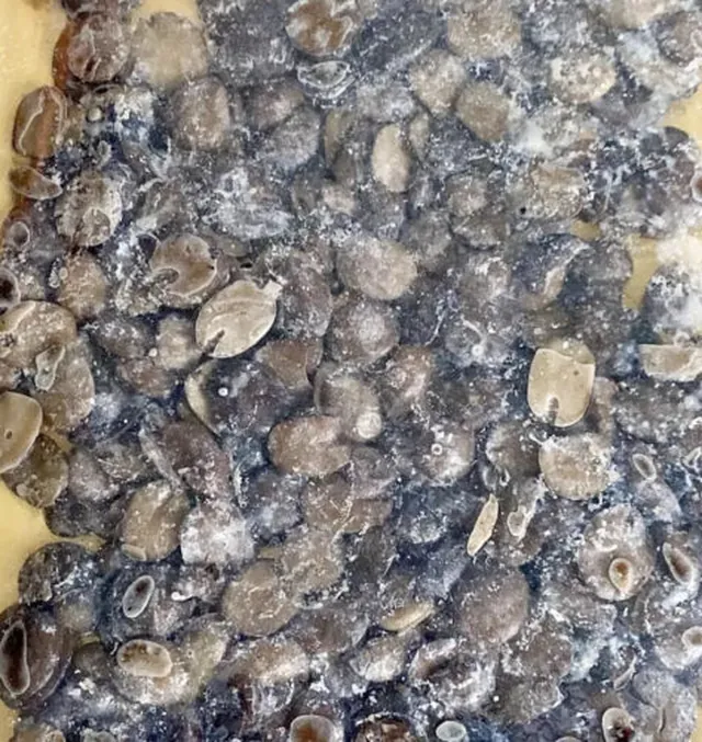 WET FRESH IRU (Locust Bean) in GB