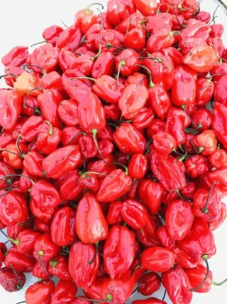 Fresh Scotch Bonnet Pepper Peppers | Upfrica UK - African Food & Groceries - main product image