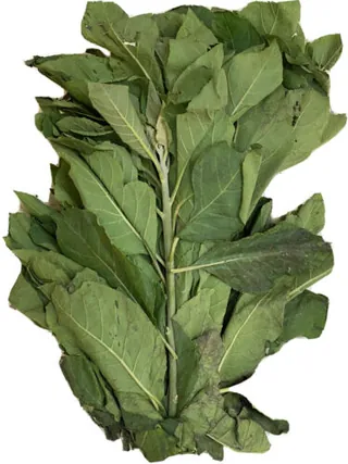Fresh Bitterleaf Bunches | Upfrica United Kingdom - Groceries & Household - main product image