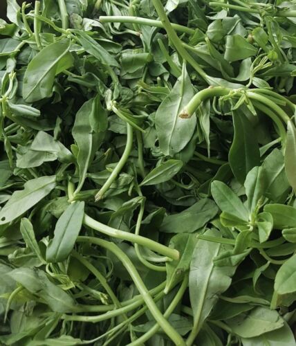 FRESH NIGERIAN WATERLEAF - 2 Bunches in GB