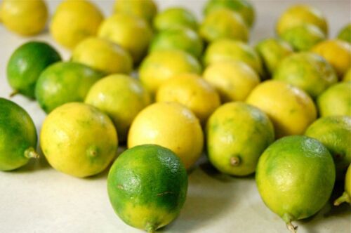Key Lime, Fresh (seeded) Specialty citrus fruit Organically Grown in GB