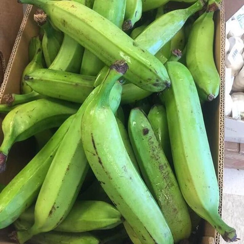PREMIUM Ashantis Plantain box, Handpicked Plaintains Green 100% Organic in GB