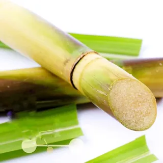 Fresh Organic Sugarcane From The Ashanti Tribe West Africa Sweet - Building, Construction & DIY - main product image