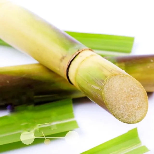 Fresh 100% Organic Sugarcane from the Ashanti Tribe of West Africa, Sweet Juicy Cane. in GB