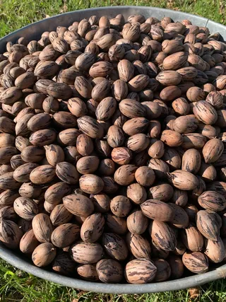 Pounds Stuart Pecans Shell Crop Organic Georgia Hand Picked Sorted - Groceries & Household - main product image