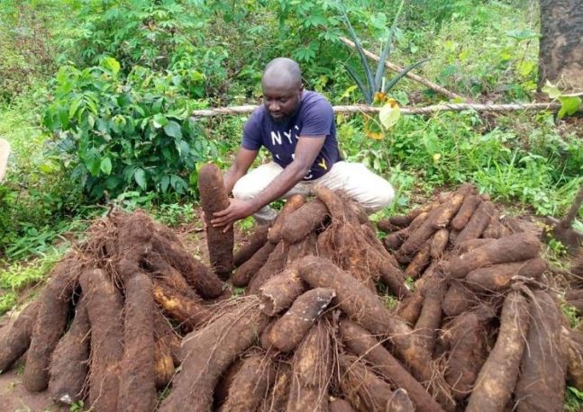 Fresh Nutritious Tubers of Yam from Ghana, West Africa
