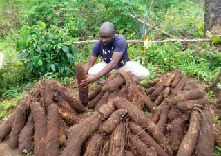 Yam-Farmin.jpg