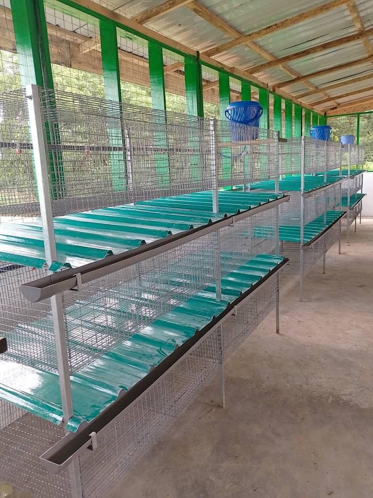 Rabbit cage in GH