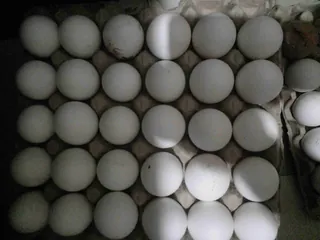 chicken-eggs-fresh-paultry-eggs.jpg