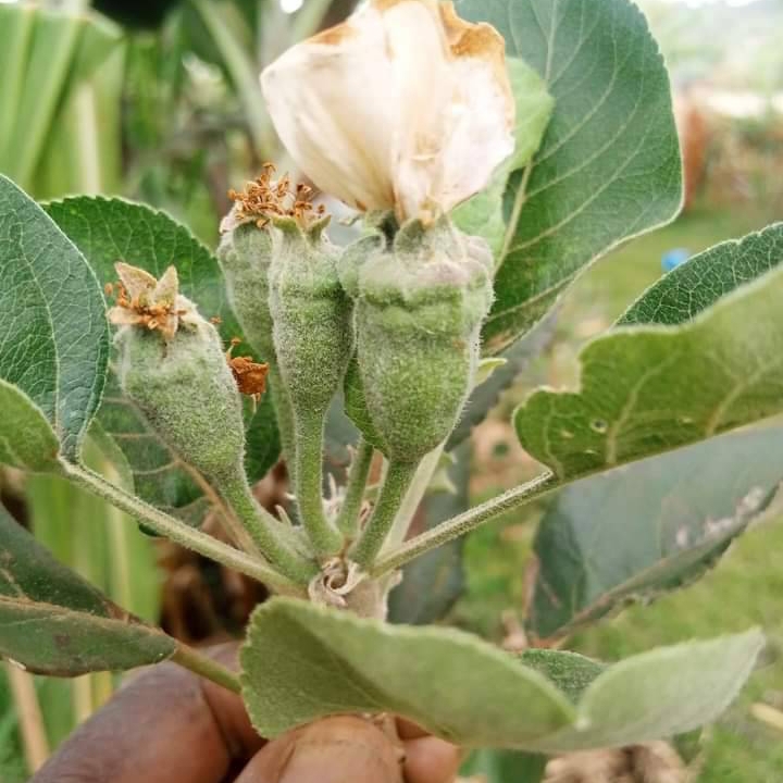 Apple Seeds seedlings