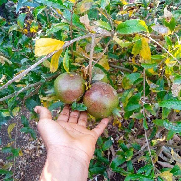 Agriculture & Farming