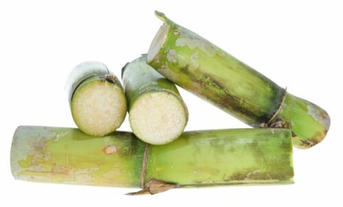 Sugarcane Fresh Exotic. Sweet Juicy Cane in GB