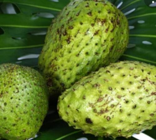 Fresh Soursop (Graviola) × 2 - Exotic Fruit in GB