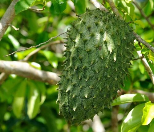 Soursop pulp 100g frozen Exotic Fruit. A Delicious Fruit 'graviola' in GB
