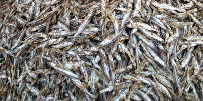 Dried Anchovies Ketascoboys High Quality Ketaschoolboys