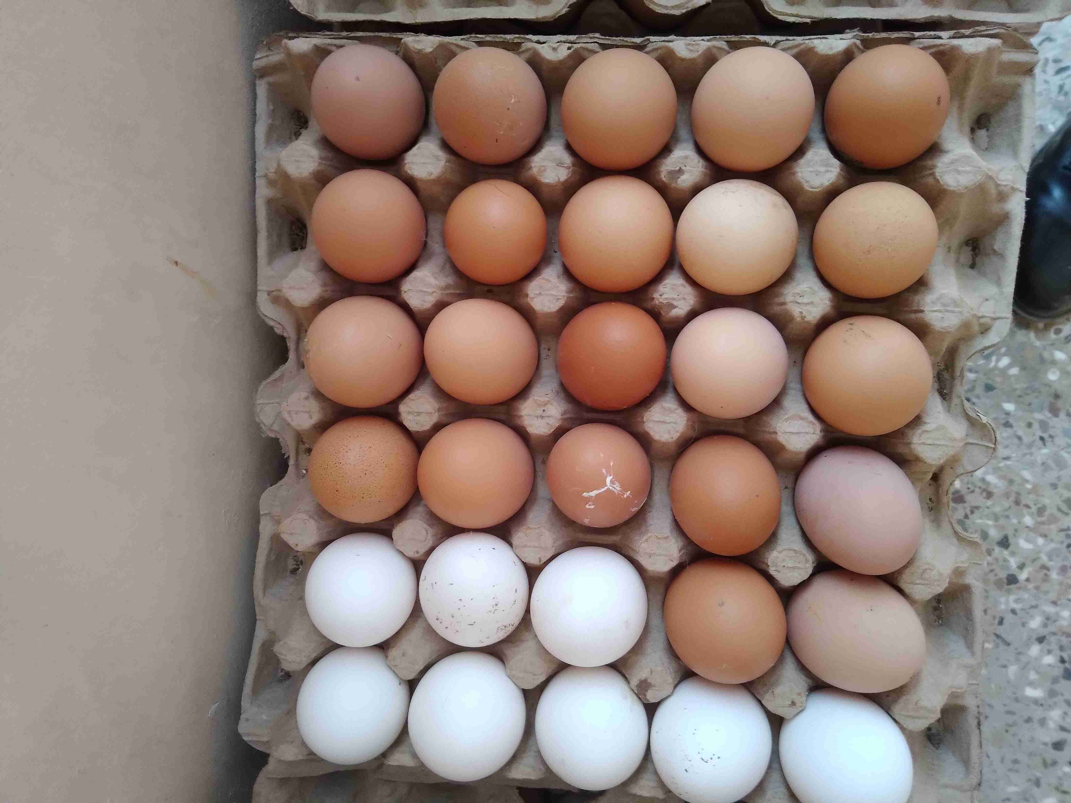Fresh Eggs, Chiken Eggs
