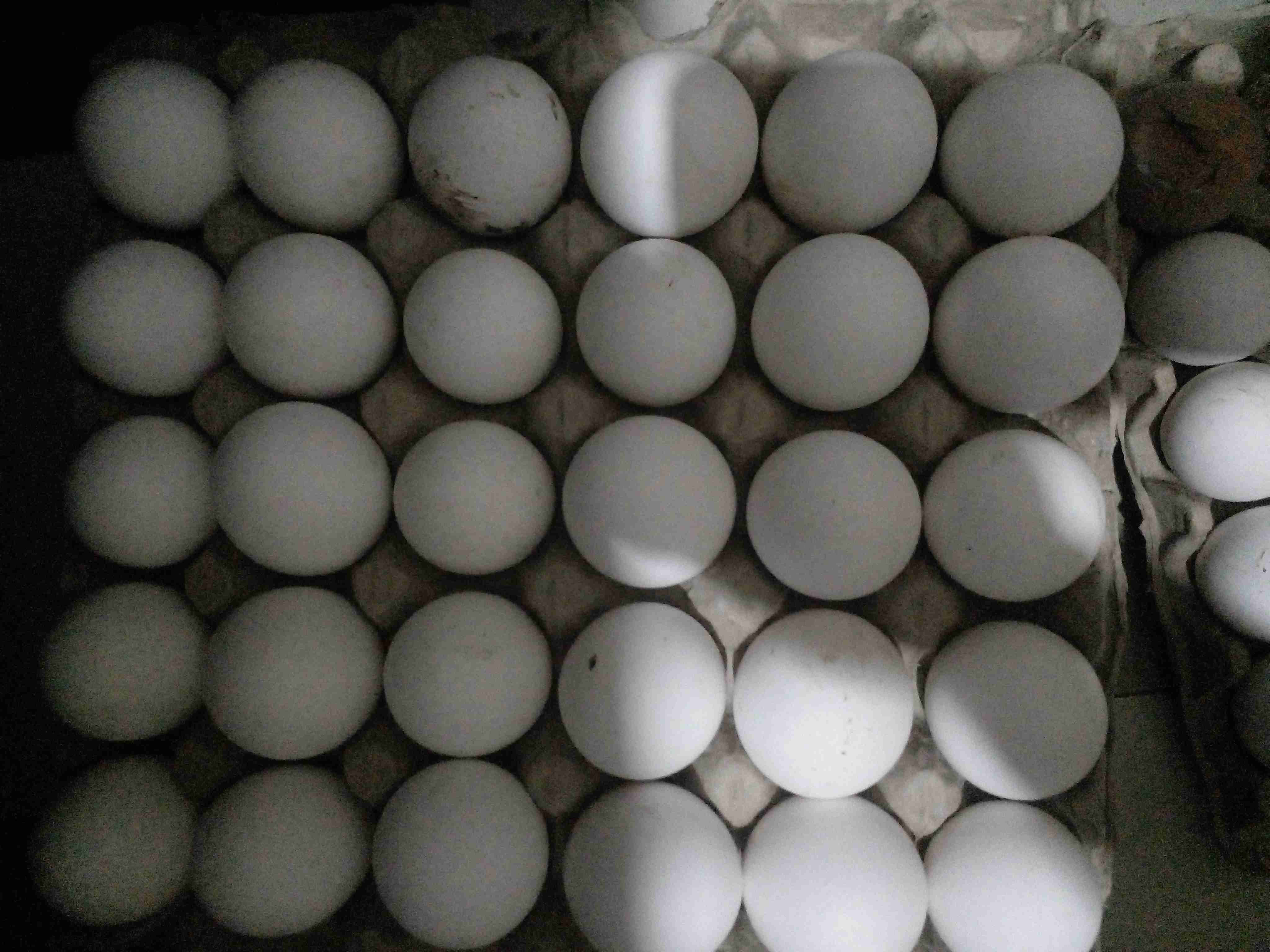 Chicken eggs Fresh Paultry Eggs